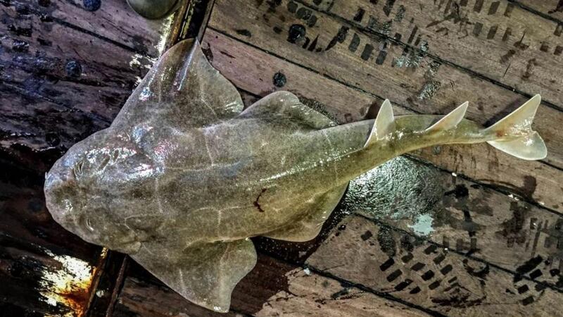 Angel shark: an analysis of angling data over a 40-year period at two hotspots in Irish waters – Tralee Bay and Clew Bay – reveals a decline of at least 95% over the past 25 years