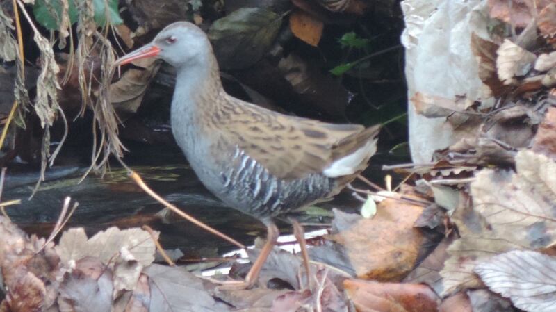 Water rail