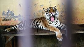 Critically endangered tigers recovering after catching Covid-19