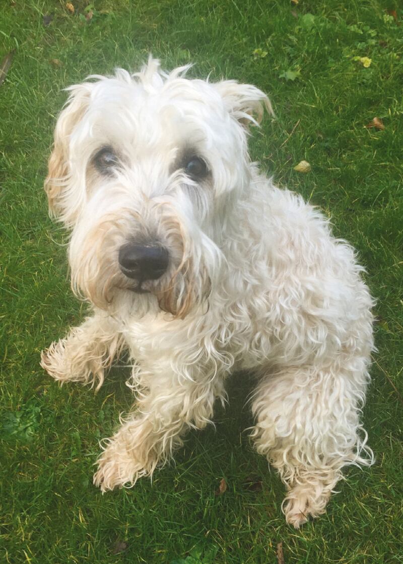 An Irish Soft-Coated Wheaten Terrier