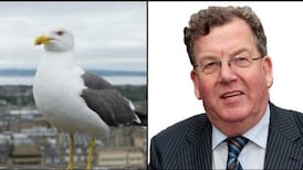 Ireland still in a flap over nuisance seagulls, says Senator