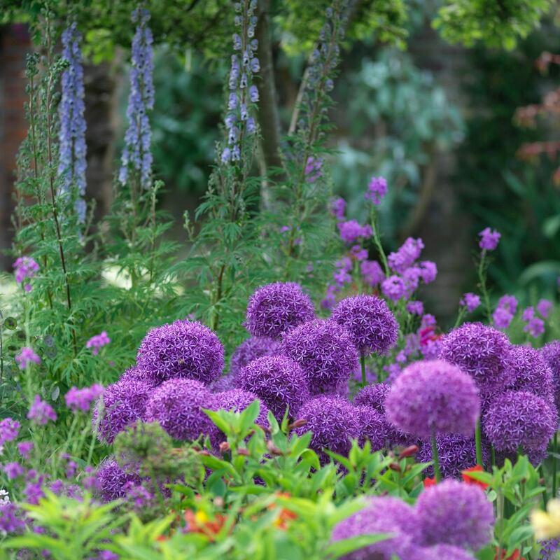 The violet, drumstiock flowers of Allium 'Globemaster' , an early summer flowering bulbous plant Photo Credit Richard Johnston