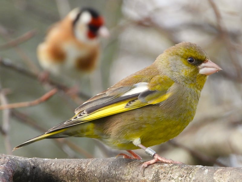 Greenfinch with ring. Photograph: Niall Mac Neill