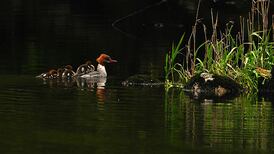 A magical pre-dawn vigil rewarded by sight of the rare goosander