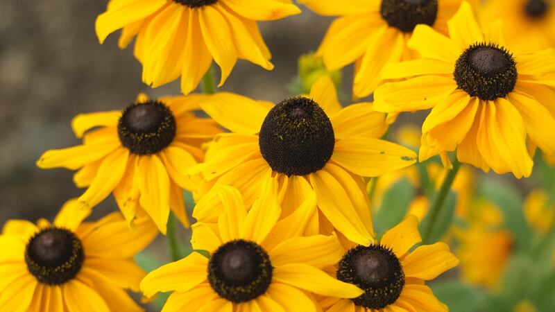 The late summer flowers of rudbeckia. Photograph: Richard Johnston
