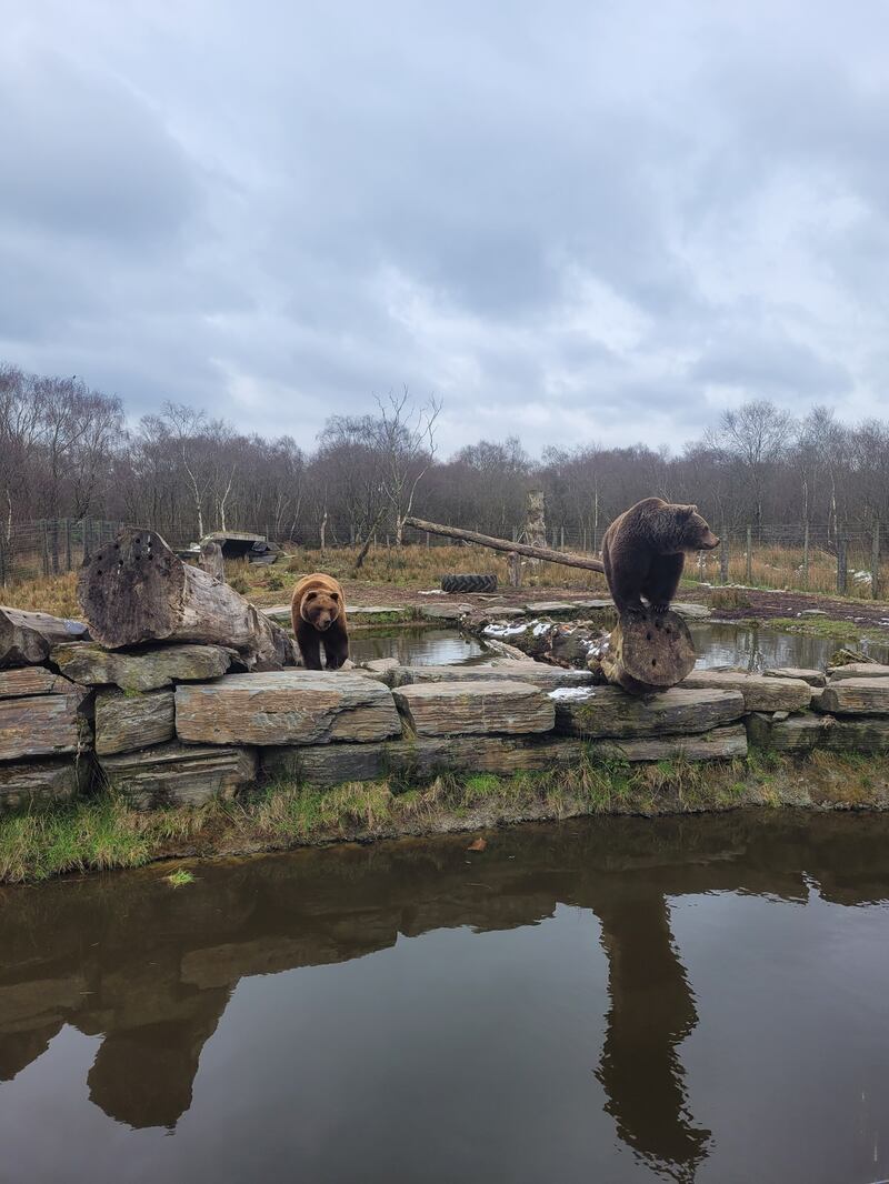 Bears at Wild Ireland, Buncrana