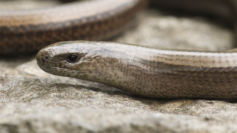 A slow worm. Photograph: Mike Brown