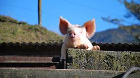 Is a family eating their farmyard pet really the most ‘transgressive’ idea on TV?