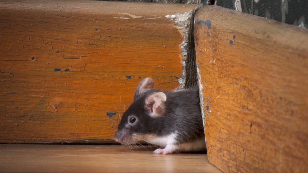 An inspection report said 'deep cleaning of drawers and desktop' may be needed to deter intruders.