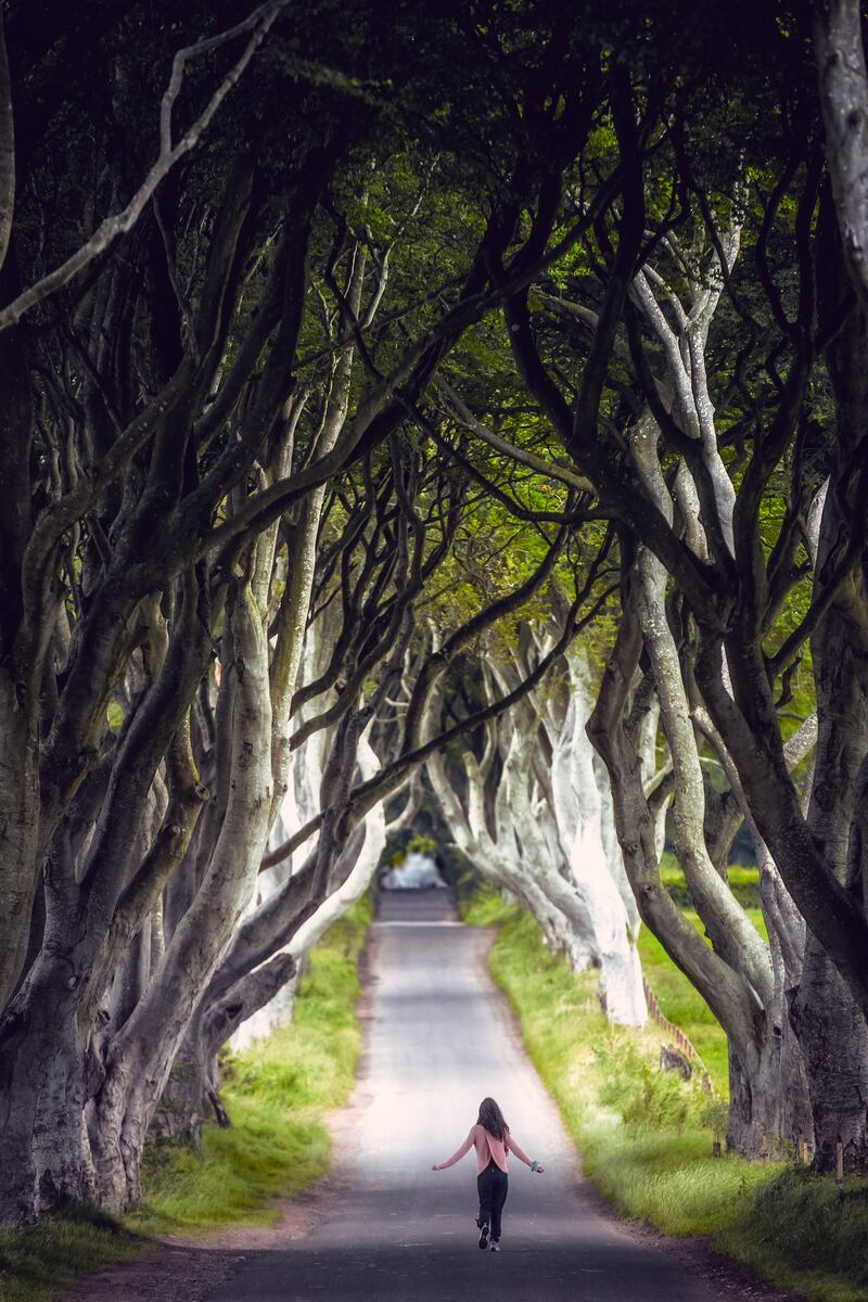 The Dark Hedges, of Game of Thrones fame, make for a great photo opportunity. Photograph: Caspar Diederik