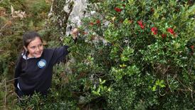 Do you know it’s Christmas? One hollybush thinks it does