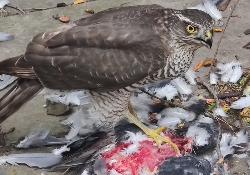 A sparrowhawk caught in the act