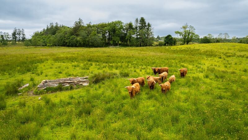 Herd of Highland cattle.