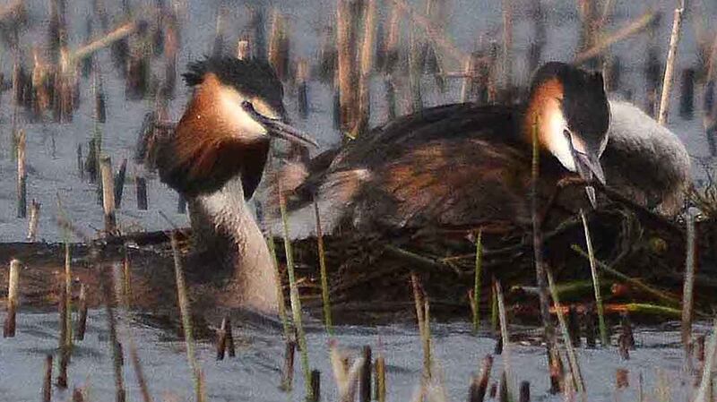 These are crested grebes and are natives mainly found in the lakeland area of Donegal, Fermanagh and along the Shannon.