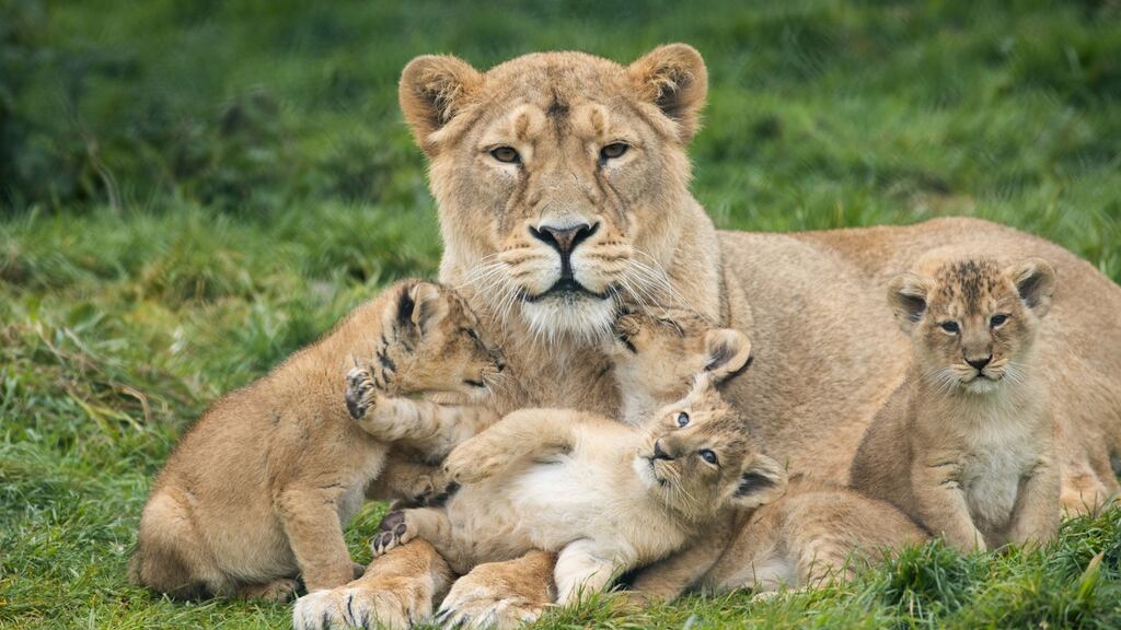 Fota Wildlife Park’s Asian lion Gita and her four, as yet unnamed, eight-week-old cubs. Photograph: Darragh Kane