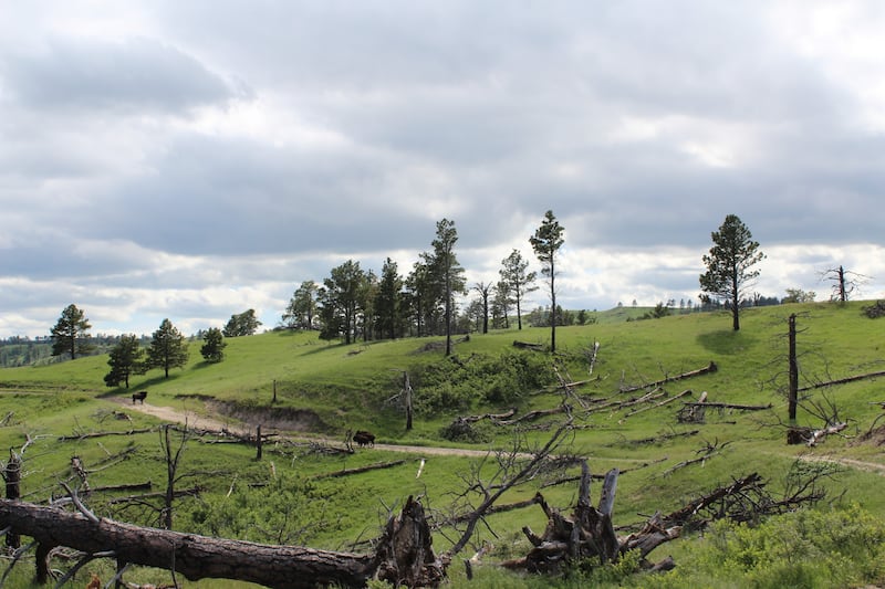 The Oglala Sioux raise bison on pastures in the Pine Ridge Indian Reservation. Photograph: Juliet Eilperin/The Washington Post via Getty Images