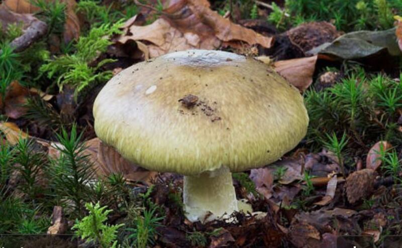 Amanita Phalloides (Death Cap)