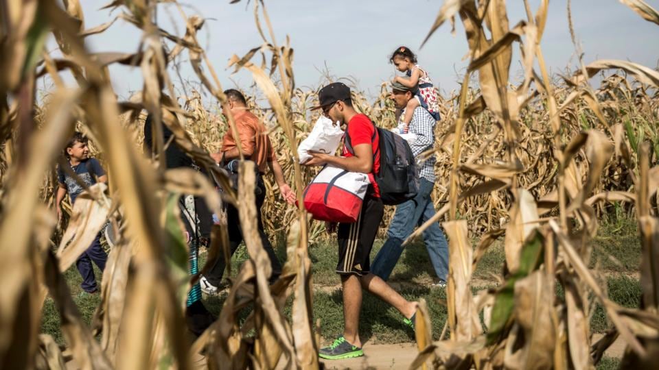 Migrants cross a cornfield at the border between Serbia and Croatia near Sid, Serbia,  September 16th, 2015. Photograph: Balaz Mohai/EPA