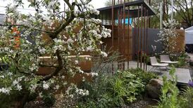 Everything is very far from rosy in the garden