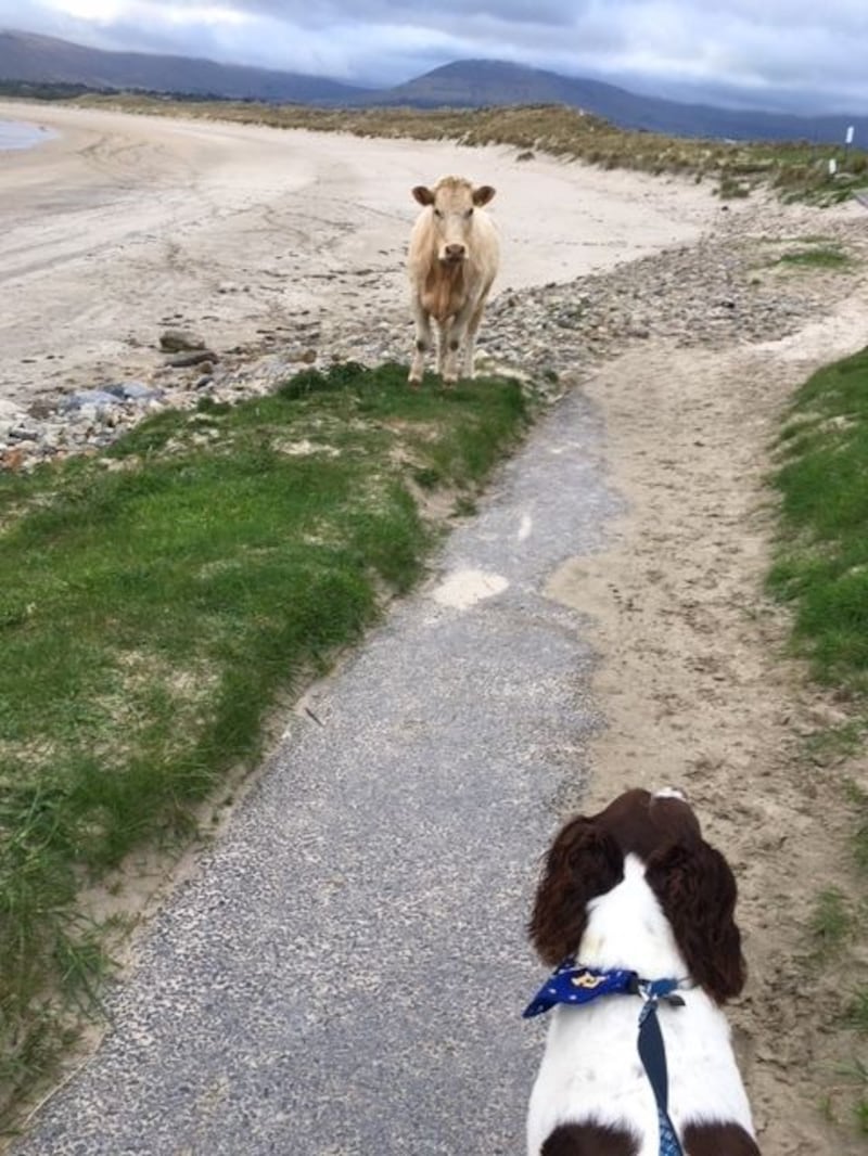 Stand off at mullaghmore beach co sligo PHOTO: Declan Hegarty