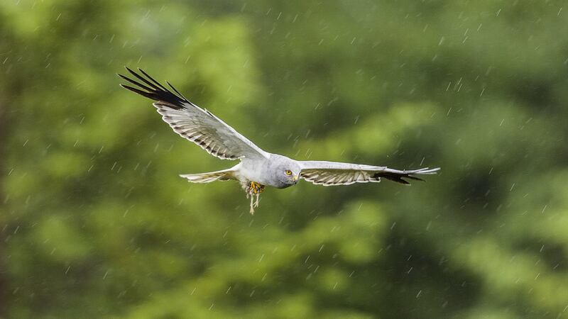 “The hen harrier appears to abandon himself in mid-air, and hurtles earthwards, seemingly out of control, wings threshing, sometimes spiralling, until he seems destined to crash to the ground.” Photograph: Mike Brown