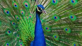 Now we can listen deeply to nature: hear the one about the plant triggered by the sound of a caterpillar?