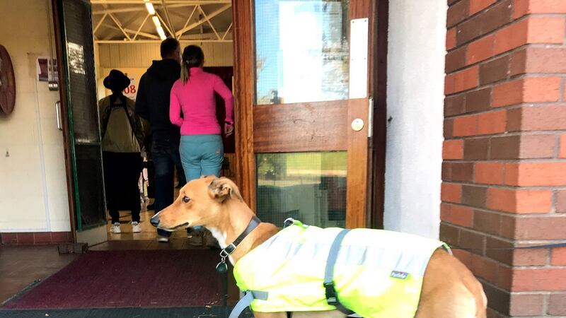 A dog waits for it’s owner as he votes in the Irish presidential election at a polling station in St Joseph’s School, Dublin. Photograph: Cate McCurry/PA Wire