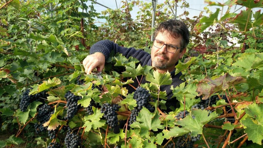 David Llewellyn harvesting grapes in Lusk, Co Dublin