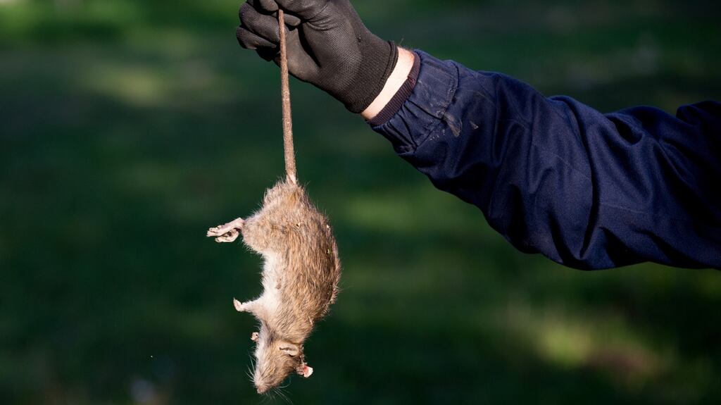 Two dead rats were found in a food storage area of a retail unit in Galway’s Westside. File photograph: Getty