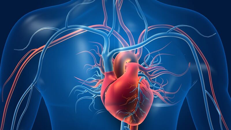 NUI Galway are focussed on circulatory disease prevention and control which remains one of Ireland’s top three killers