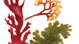 Juniper joined by new botanical recruits in Irish gin revolution