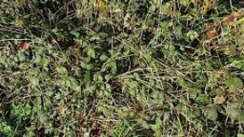 Girl left scarred after falling into brambles at school secures settlement of €90,000