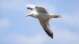 More than half of seabird species in Ireland and UK decline, census finds