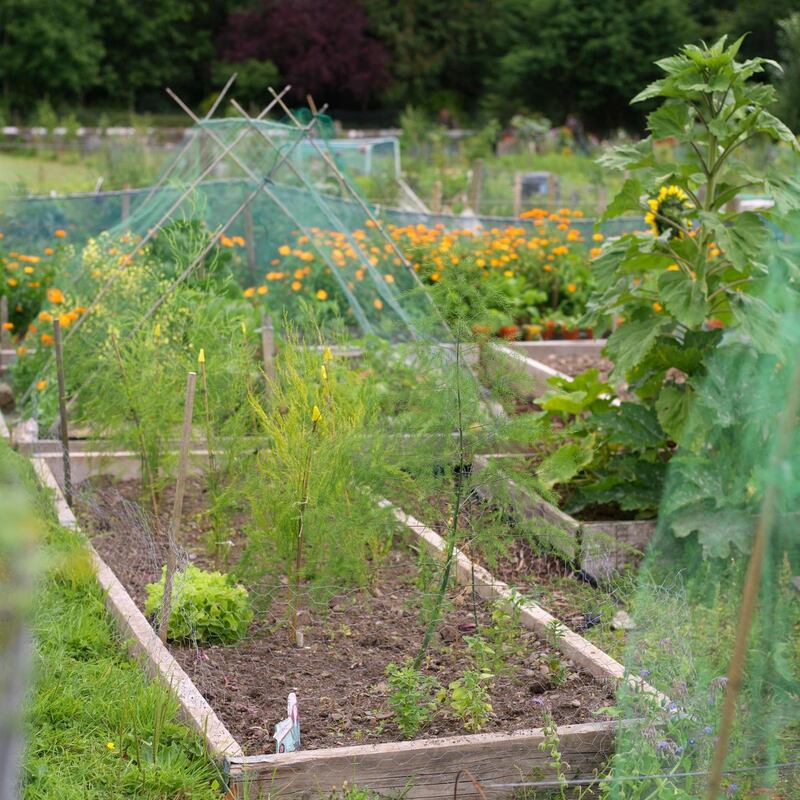 Careful crop rotation is important in the kitchen garden or allotment Photo Credit Richard Johnston