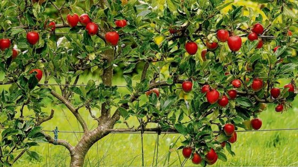 A wire-trained apple tree. Photograh: RICHARD JOHNSTON