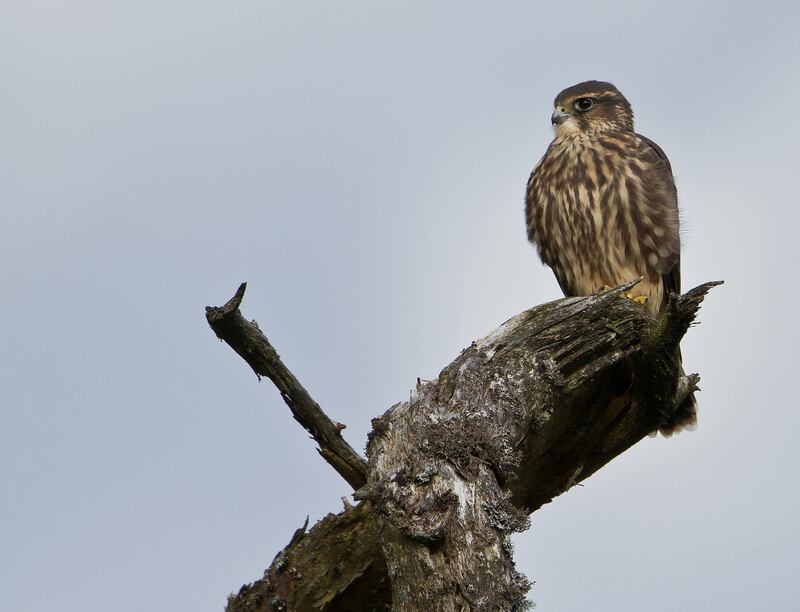 Ireland’smallest bird of prey, the merlin. Photograph: Neil O’Reilly