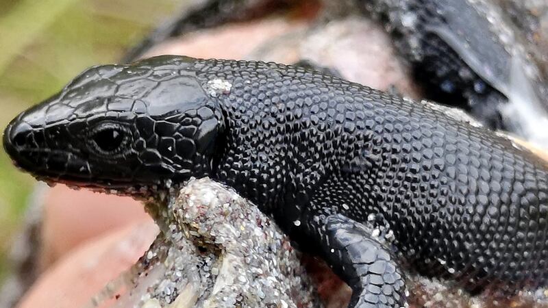 A lizard spotted in Co Kerry
