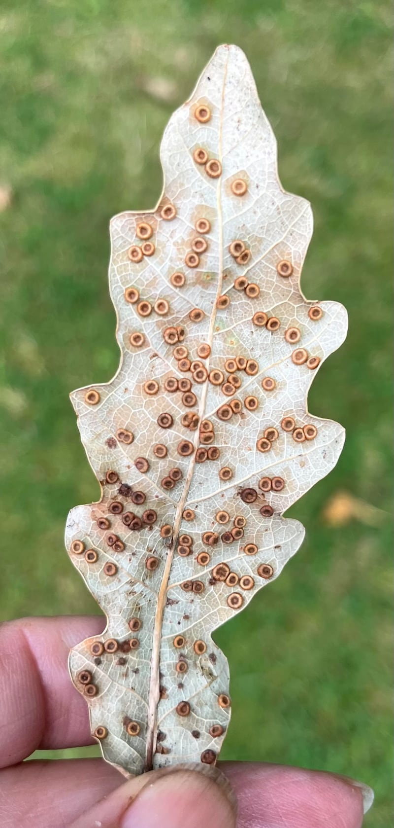 Silk-button galls