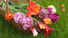 10 terrific tulips to buy now and plant later for spring