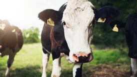 Methane, cattle and 7% - The crunch climate issues in the government formation talks