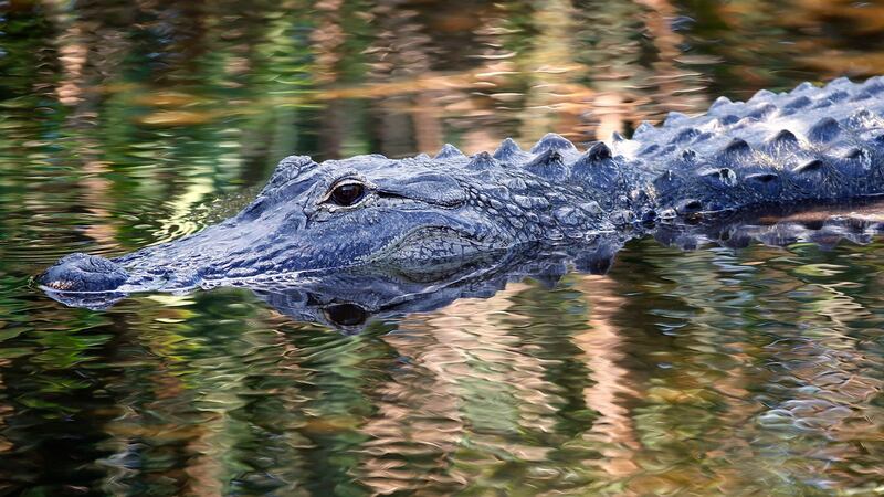 April 2016 file photograph of an alligator swimming in the waters at Wakodahatchee Wetlands in Delray Beach, Florida. Photograph: Rhona Wise/AFP/Getty Images