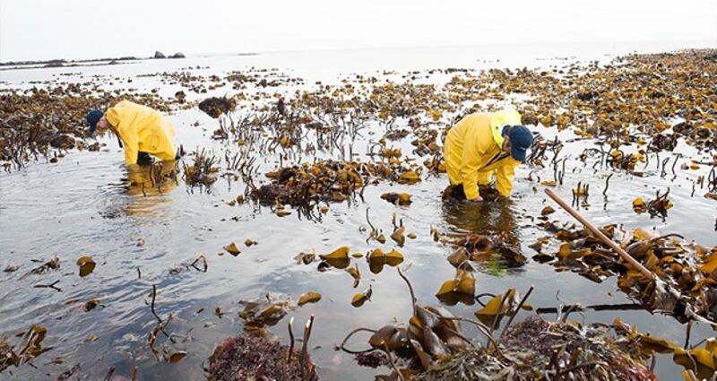 The Seaweed Centre, showcasing the seaweed diversity in the West of Ireland