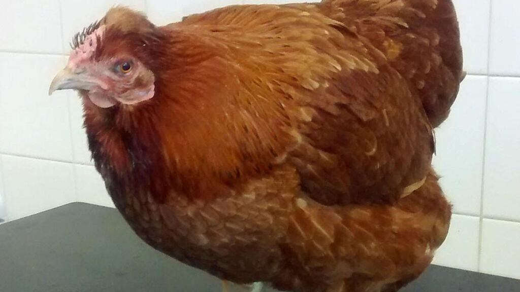 A chicken that was hurled through the serving hatch of a drive-through McDonald’s has been rehomed by an RSPCA inspector and renamed Nugget. Photograph: PA
