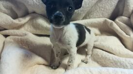 Puppies called Batman and Robin seized at Dublin Port