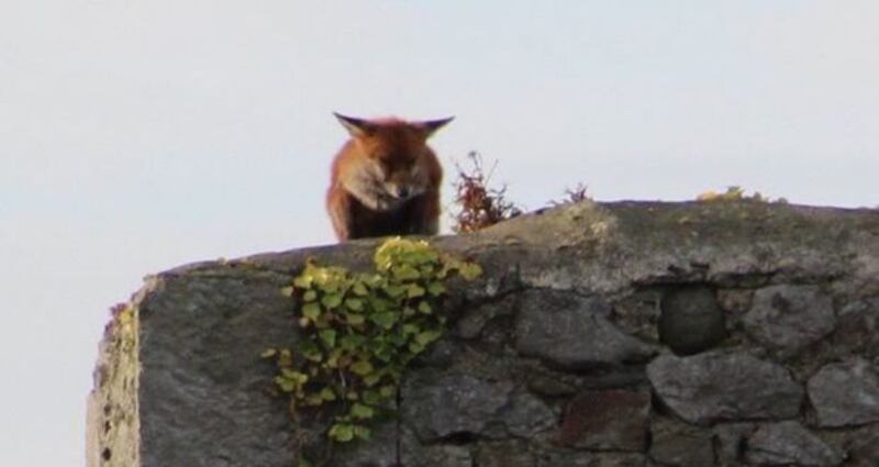 A fox atop of Corr Castle, an old keep attached to the Howth Castle Demesne.