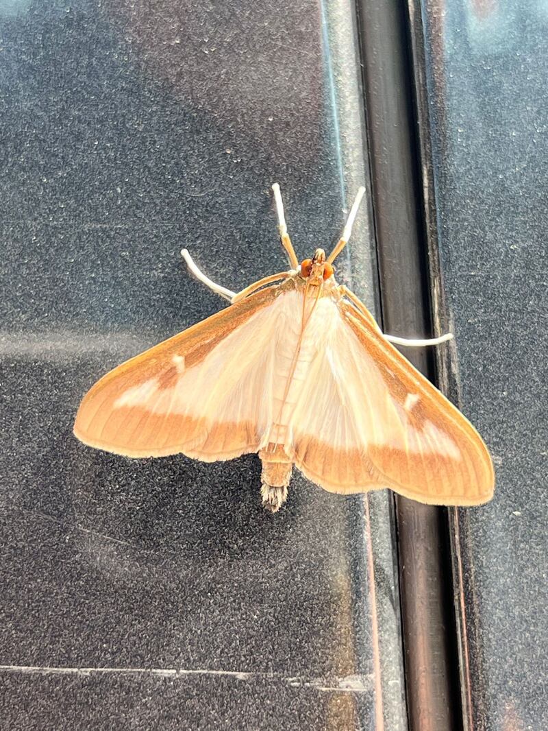 Box tree moth, supplied by Eric Byrne.