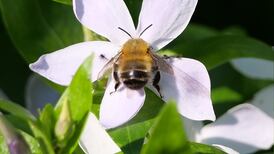 Eye on Nature: Can you settle an argument between me and my neighbour about bluebells?