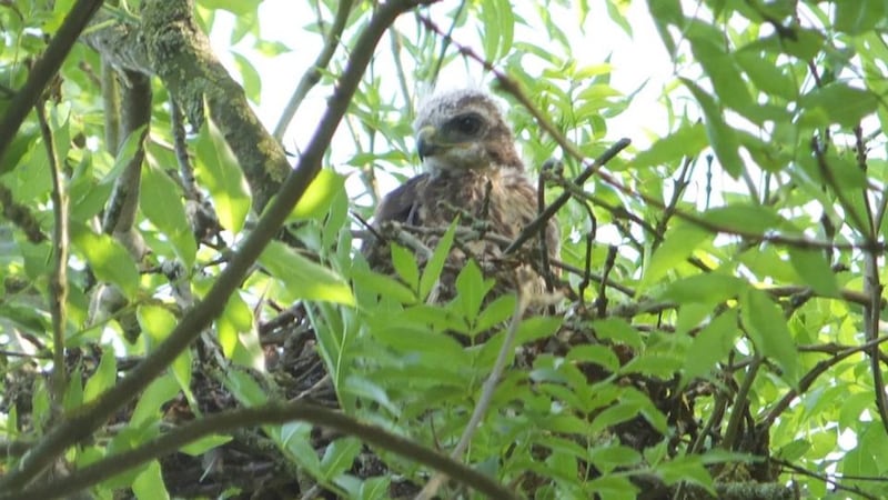 Eyes on nature: one of the buzzards that Clive Symons’s neighbour photographed in an ash tree in Co Meath