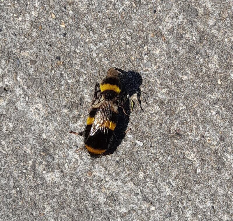 Bees. Photograph supplied by Michael Gavin