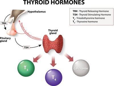 Thyroid hormones - human endocrine system.